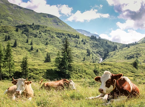 Krowy na pastwisku w górach